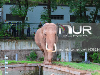 Tourists view an elephant performance at Chongqing Zoo in Chongqing, China, on October 3, 2024. (