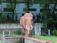 Tourists view an elephant performance at Chongqing Zoo in Chongqing, China, on October 3, 2024. (