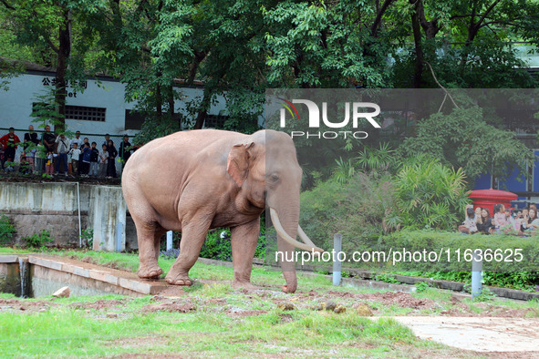 Tourists view an elephant performance at Chongqing Zoo in Chongqing, China, on October 3, 2024. 