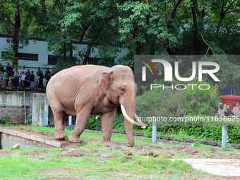 Tourists view an elephant performance at Chongqing Zoo in Chongqing, China, on October 3, 2024. (