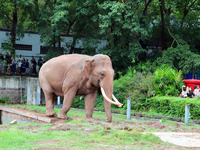 Tourists view an elephant performance at Chongqing Zoo in Chongqing, China, on October 3, 2024. (