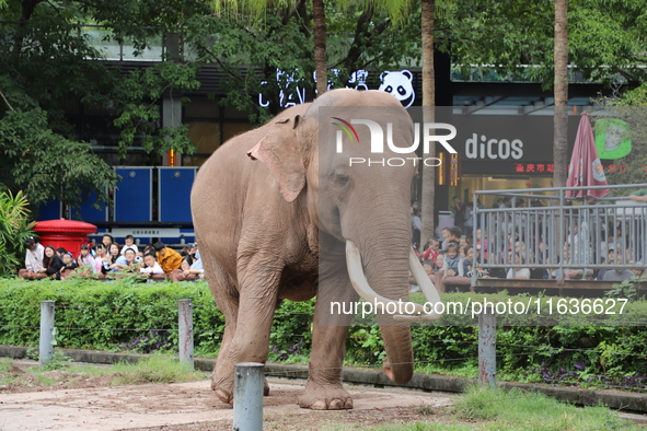 Tourists view an elephant performance at Chongqing Zoo in Chongqing, China, on October 3, 2024. 