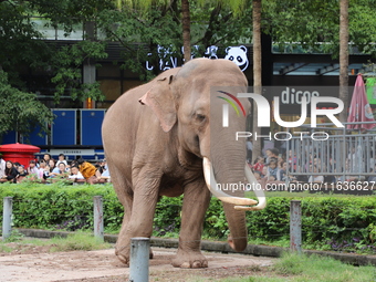 Tourists view an elephant performance at Chongqing Zoo in Chongqing, China, on October 3, 2024. (