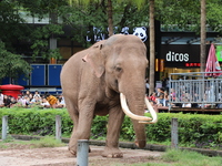 Tourists view an elephant performance at Chongqing Zoo in Chongqing, China, on October 3, 2024. (