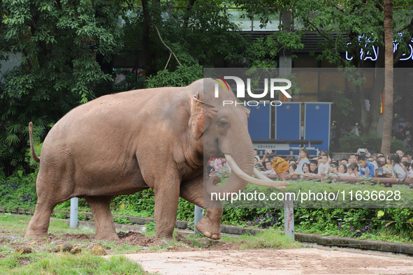 Tourists view an elephant performance at Chongqing Zoo in Chongqing, China, on October 3, 2024. 