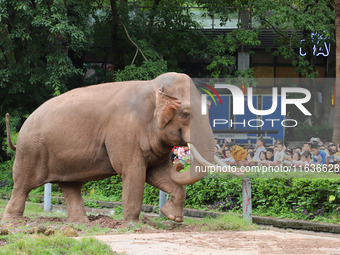 Tourists view an elephant performance at Chongqing Zoo in Chongqing, China, on October 3, 2024. (