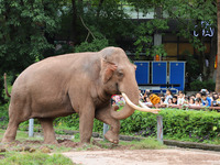 Tourists view an elephant performance at Chongqing Zoo in Chongqing, China, on October 3, 2024. (