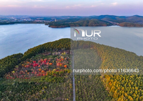 The scenery of Jingyuetan National Forest Park in Changchun, Jilin province, China, on October 4, 2024, is shown. 