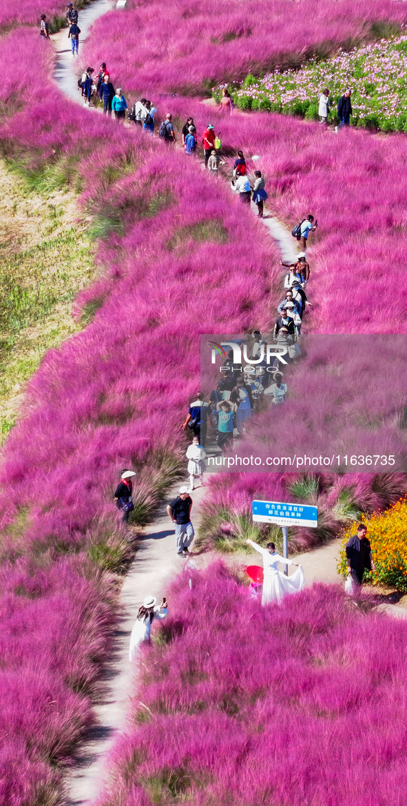 Tourists play among the blooming flowers at Santaishan National Forest Park in Suqian, China, on October 4, 2024. 