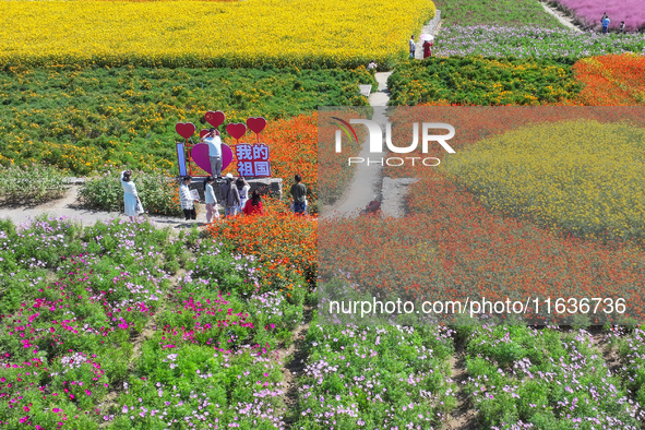 Tourists play among the blooming flowers at Santaishan National Forest Park in Suqian, China, on October 4, 2024. 