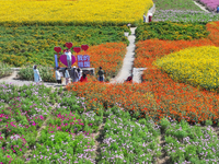 Tourists play among the blooming flowers at Santaishan National Forest Park in Suqian, China, on October 4, 2024. (