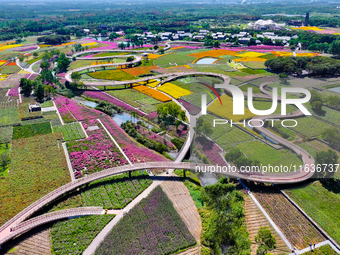 Tourists play among the blooming flowers at Santaishan National Forest Park in Suqian, China, on October 4, 2024. (