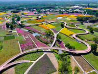 Tourists play among the blooming flowers at Santaishan National Forest Park in Suqian, China, on October 4, 2024. (