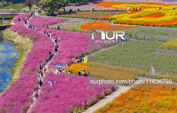 Tourists play among the blooming flowers at Santaishan National Forest Park in Suqian, China, on October 4, 2024. 