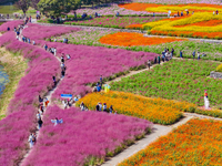 Tourists play among the blooming flowers at Santaishan National Forest Park in Suqian, China, on October 4, 2024. (