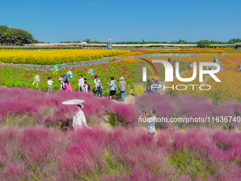 Tourists play among the blooming flowers at Santaishan National Forest Park in Suqian, China, on October 4, 2024. (