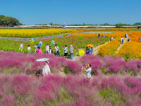 Tourists play among the blooming flowers at Santaishan National Forest Park in Suqian, China, on October 4, 2024. (