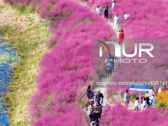 Tourists play among the blooming flowers at Santaishan National Forest Park in Suqian, China, on October 4, 2024. (