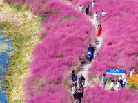 Tourists play among the blooming flowers at Santaishan National Forest Park in Suqian, China, on October 4, 2024. (