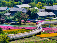 Tourists play among the blooming flowers at Santaishan National Forest Park in Suqian, China, on October 4, 2024. (