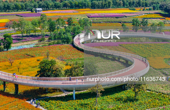 Tourists play among the blooming flowers at Santaishan National Forest Park in Suqian, China, on October 4, 2024. 