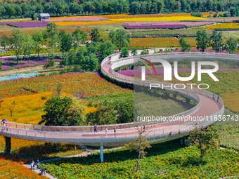 Tourists play among the blooming flowers at Santaishan National Forest Park in Suqian, China, on October 4, 2024. (