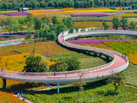 Tourists play among the blooming flowers at Santaishan National Forest Park in Suqian, China, on October 4, 2024. (