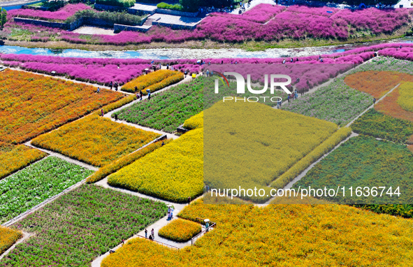 Tourists play among the blooming flowers at Santaishan National Forest Park in Suqian, China, on October 4, 2024. 