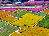 Tourists play among the blooming flowers at Santaishan National Forest Park in Suqian, China, on October 4, 2024. (