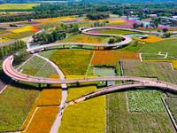 Tourists play among the blooming flowers at Santaishan National Forest Park in Suqian, China, on October 4, 2024. (