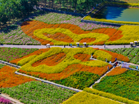 Tourists play among the blooming flowers at Santaishan National Forest Park in Suqian, China, on October 4, 2024. (