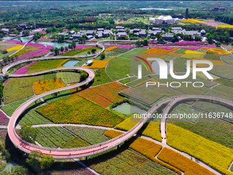 Tourists play among the blooming flowers at Santaishan National Forest Park in Suqian, China, on October 4, 2024. (