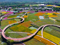 Tourists play among the blooming flowers at Santaishan National Forest Park in Suqian, China, on October 4, 2024. (