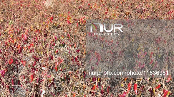 Ripe chili peppers are seen in Hami, China, on October 4, 2024. 