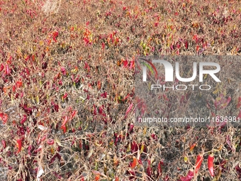 Ripe chili peppers are seen in Hami, China, on October 4, 2024. (