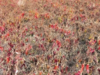 Ripe chili peppers are seen in Hami, China, on October 4, 2024. (