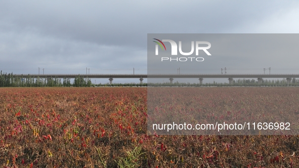 Ripe chili peppers are seen in Hami, China, on October 4, 2024. 