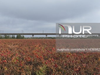 Ripe chili peppers are seen in Hami, China, on October 4, 2024. (