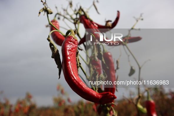 Ripe chili peppers are seen in Hami, China, on October 4, 2024. 