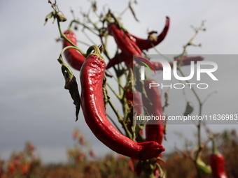 Ripe chili peppers are seen in Hami, China, on October 4, 2024. (