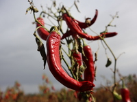 Ripe chili peppers are seen in Hami, China, on October 4, 2024. (