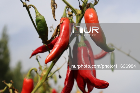 Ripe chili peppers are seen in Hami, China, on October 4, 2024. 