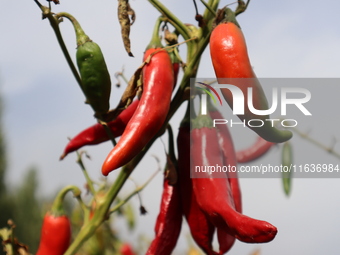 Ripe chili peppers are seen in Hami, China, on October 4, 2024. (