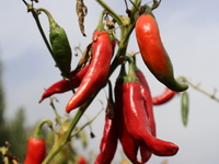 Ripe chili peppers are seen in Hami, China, on October 4, 2024. (