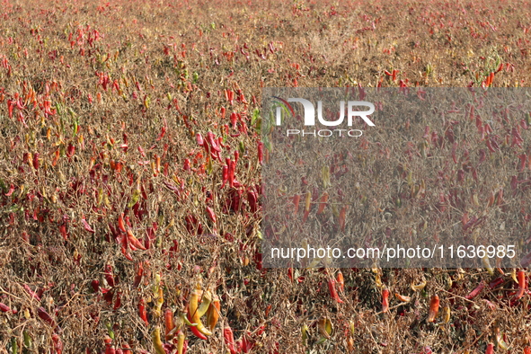 Ripe chili peppers are seen in Hami, China, on October 4, 2024. 