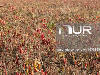 Ripe chili peppers are seen in Hami, China, on October 4, 2024. (