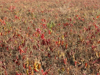 Ripe chili peppers are seen in Hami, China, on October 4, 2024. (