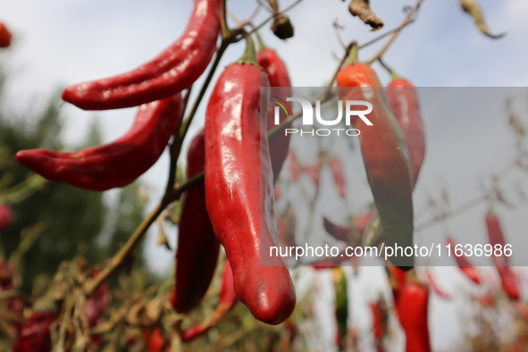 Ripe chili peppers are seen in Hami, China, on October 4, 2024. 