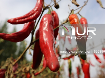 Ripe chili peppers are seen in Hami, China, on October 4, 2024. (