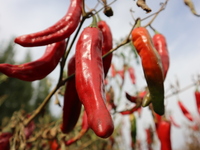 Ripe chili peppers are seen in Hami, China, on October 4, 2024. (